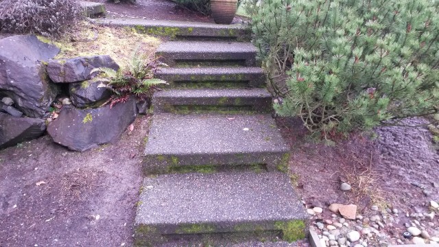 A set of steps that are covered in moss.